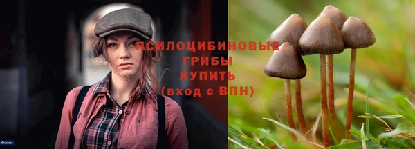 индика Аркадак